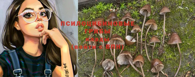 Псилоцибиновые грибы Psilocybine cubensis  Качканар 